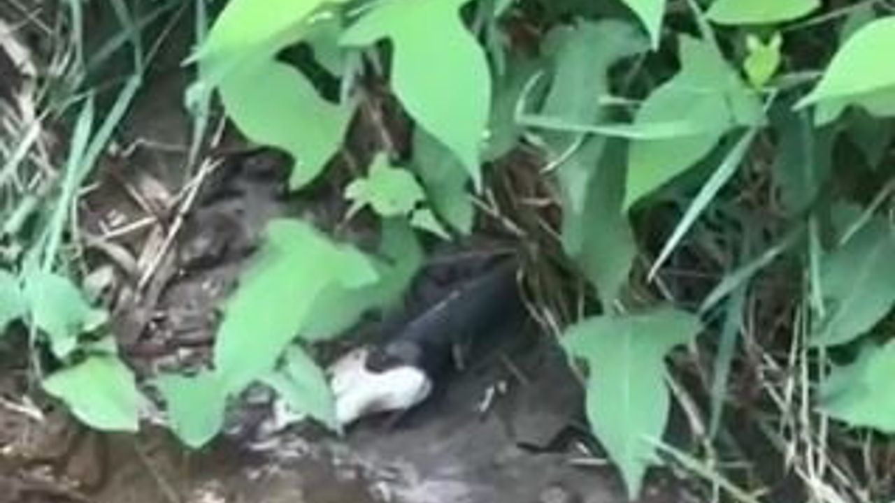 Artvin’de dere kenarında yılanın balık avı kamerada