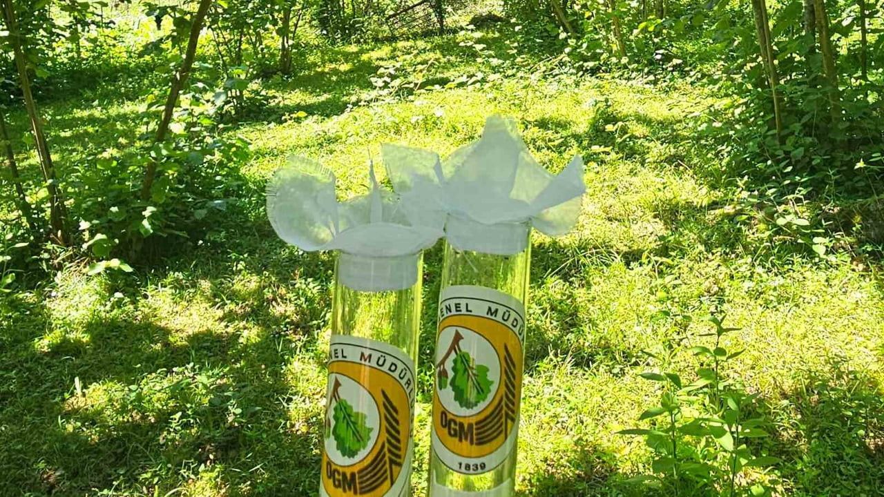 Artvin'de kahverengi kokarca ile mücadele için 11 bin samuray arıcığı salındı