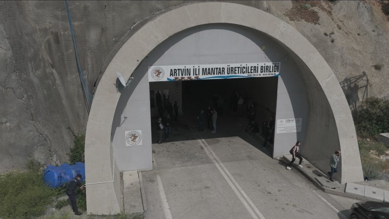 Artvin'de Oruçlu Tüneli istiridye mantarı üretim tesisine dönüştürüldü — İlk hasat gerçekleştirildi