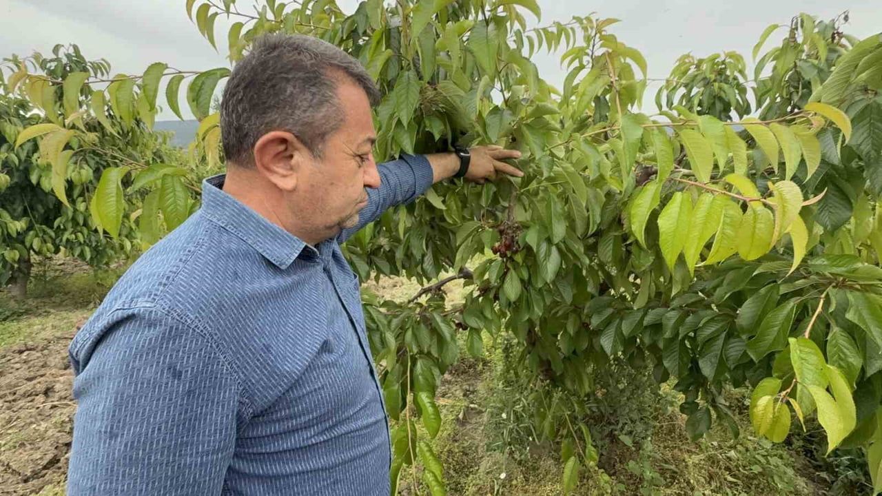 Aşırı yağış arı faaliyetlerini engelledi; meyve ağaçlarında tozlanma ve döllenme riski arttı