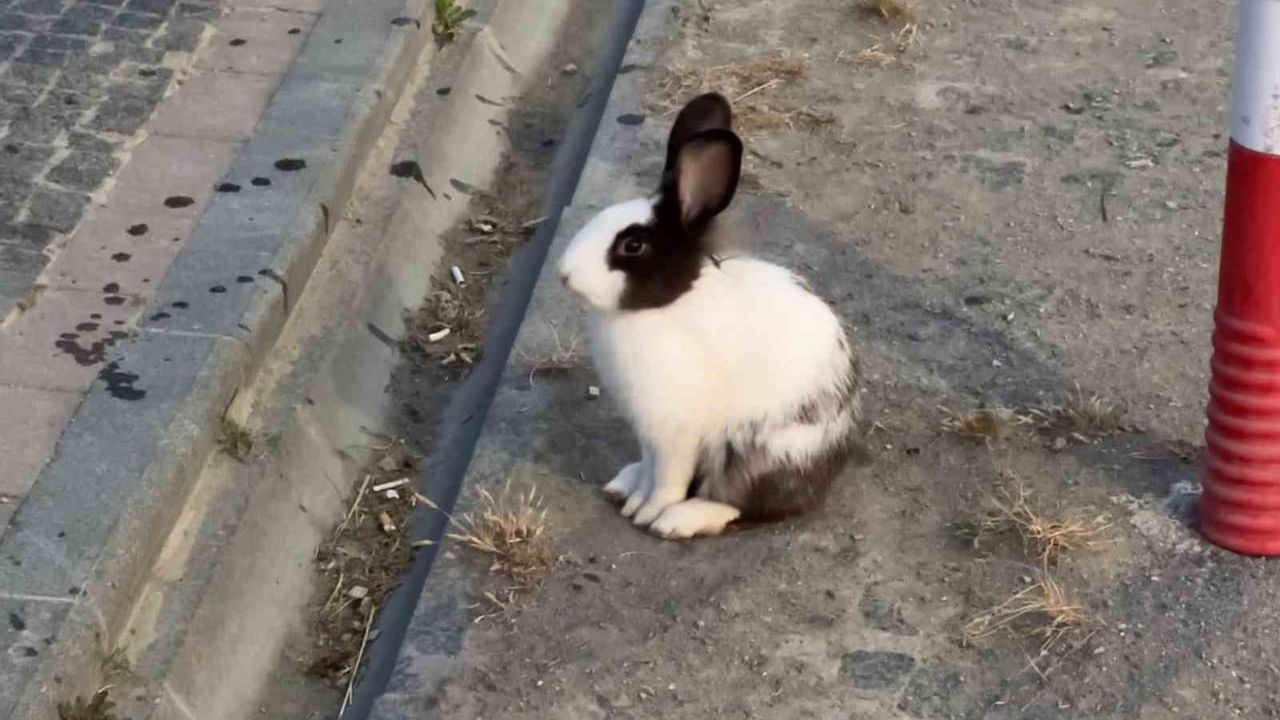 Atakum sahilinde tavşanlar ilgi çekti