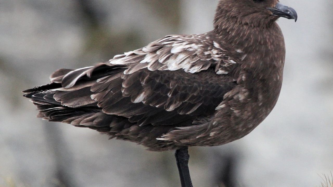 Avustralya ana karasında şüpheli ilk H5N1 kuş gribi vakası
