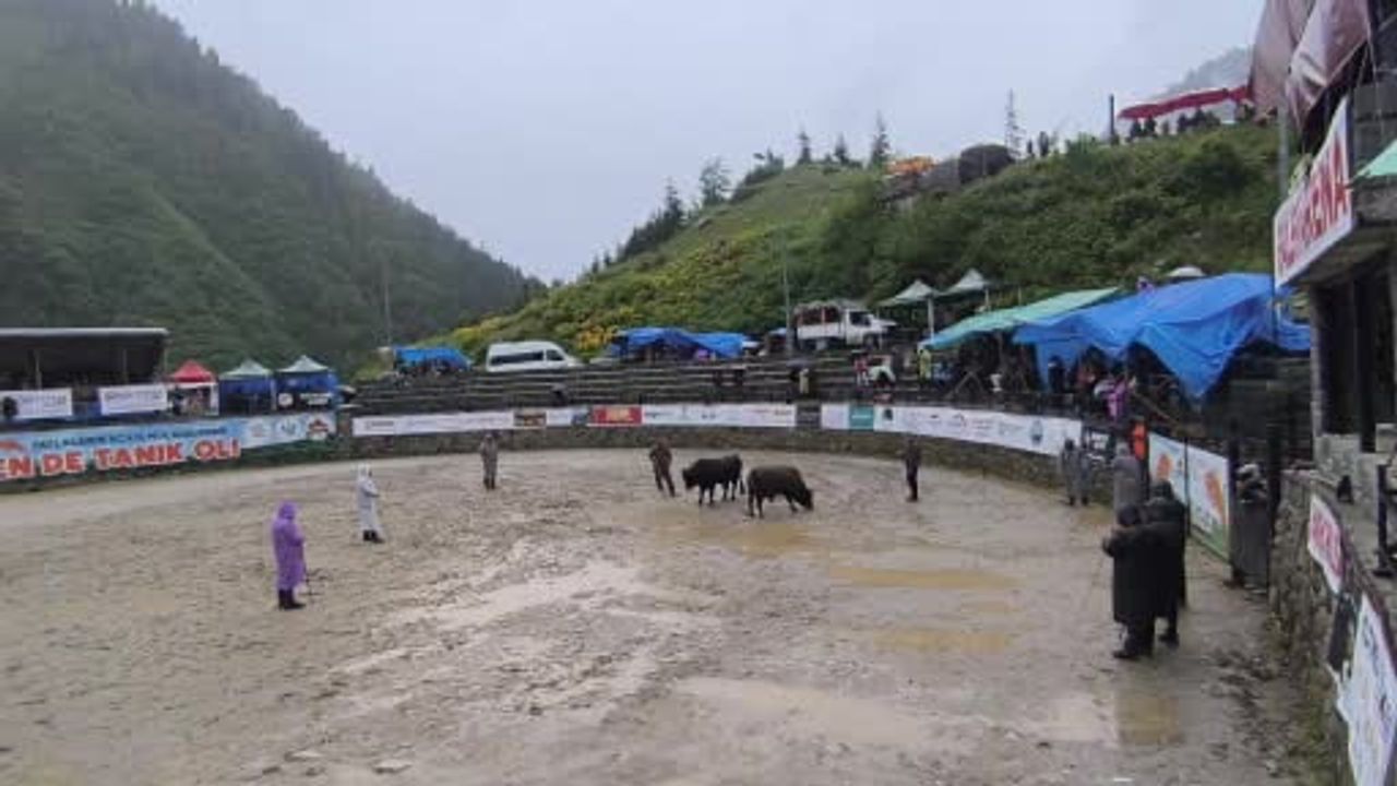 Ayder'de boğa güreşleri sağanak yağışa rağmen başladı