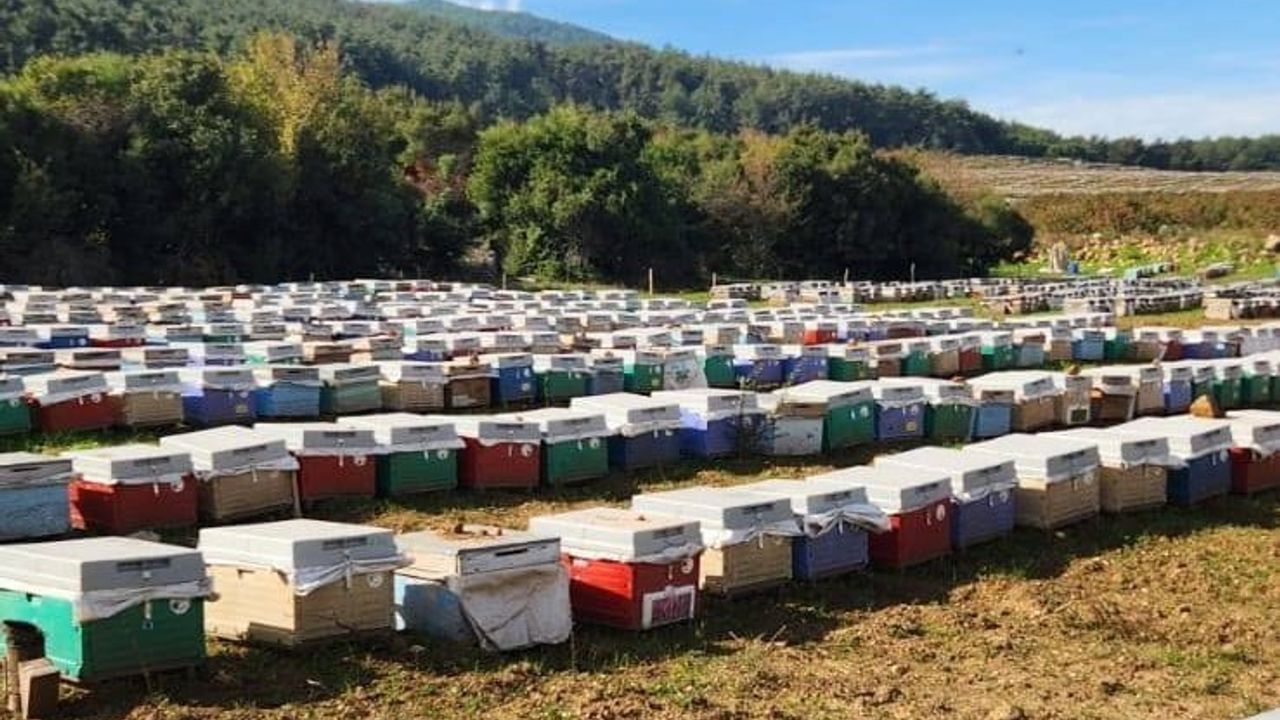 Aydın arıcılıkta üretim ve kovan sayısıyla öne çıkıyor
