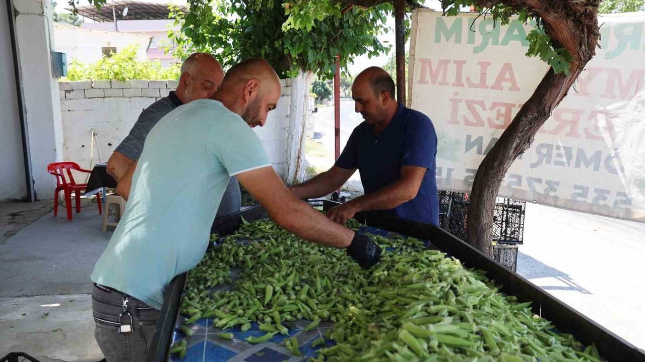 Aydın bamyasının hasadı başladı: üreticiler destek istiyor