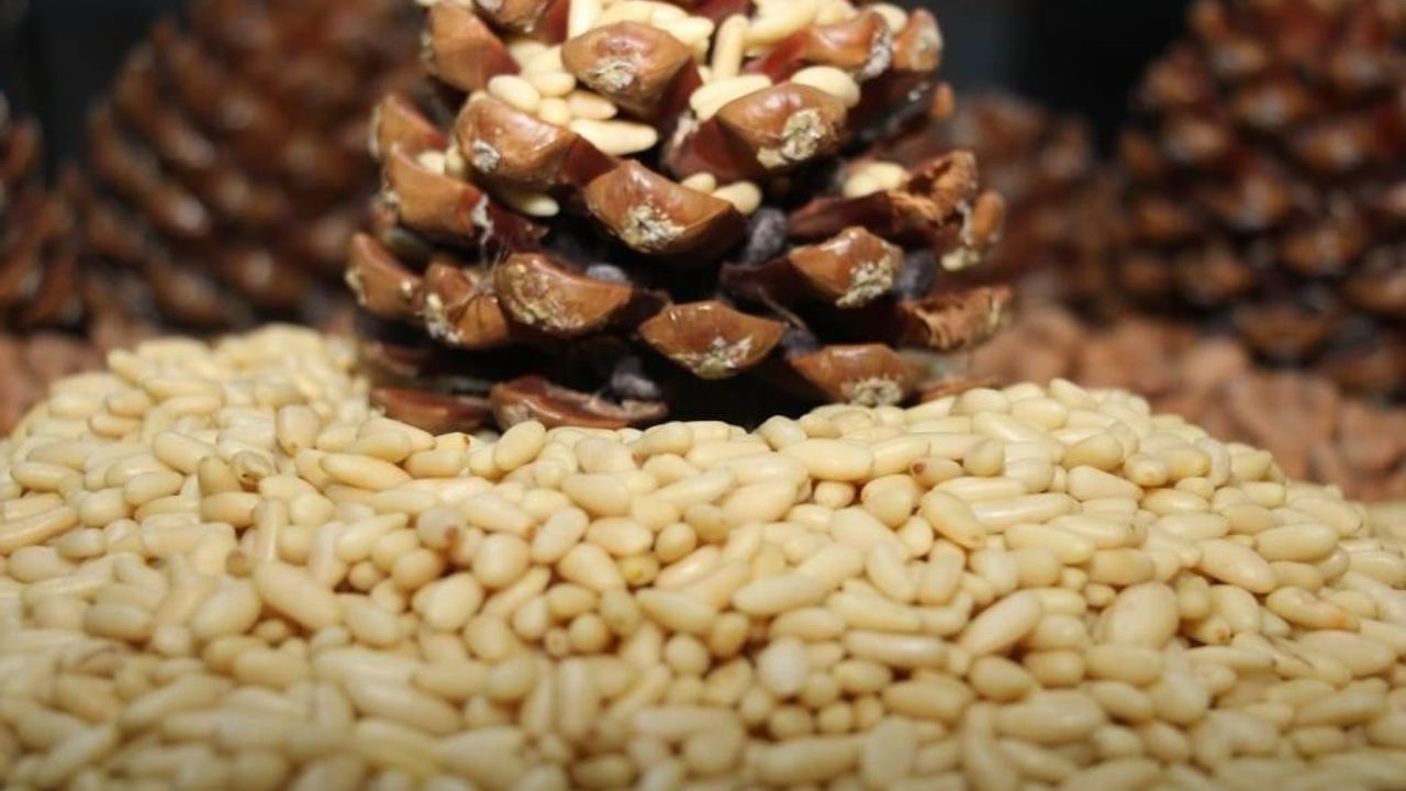 Aydın çam fıstığı kilogramda 3 bin 550 TL'ye yükseldi