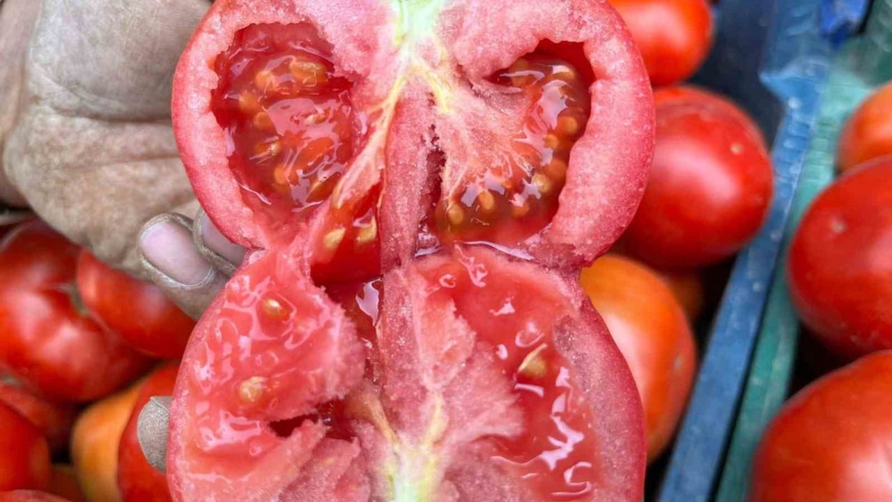 Aydın’da domates üreticilerine günlük kontrol çağrısı