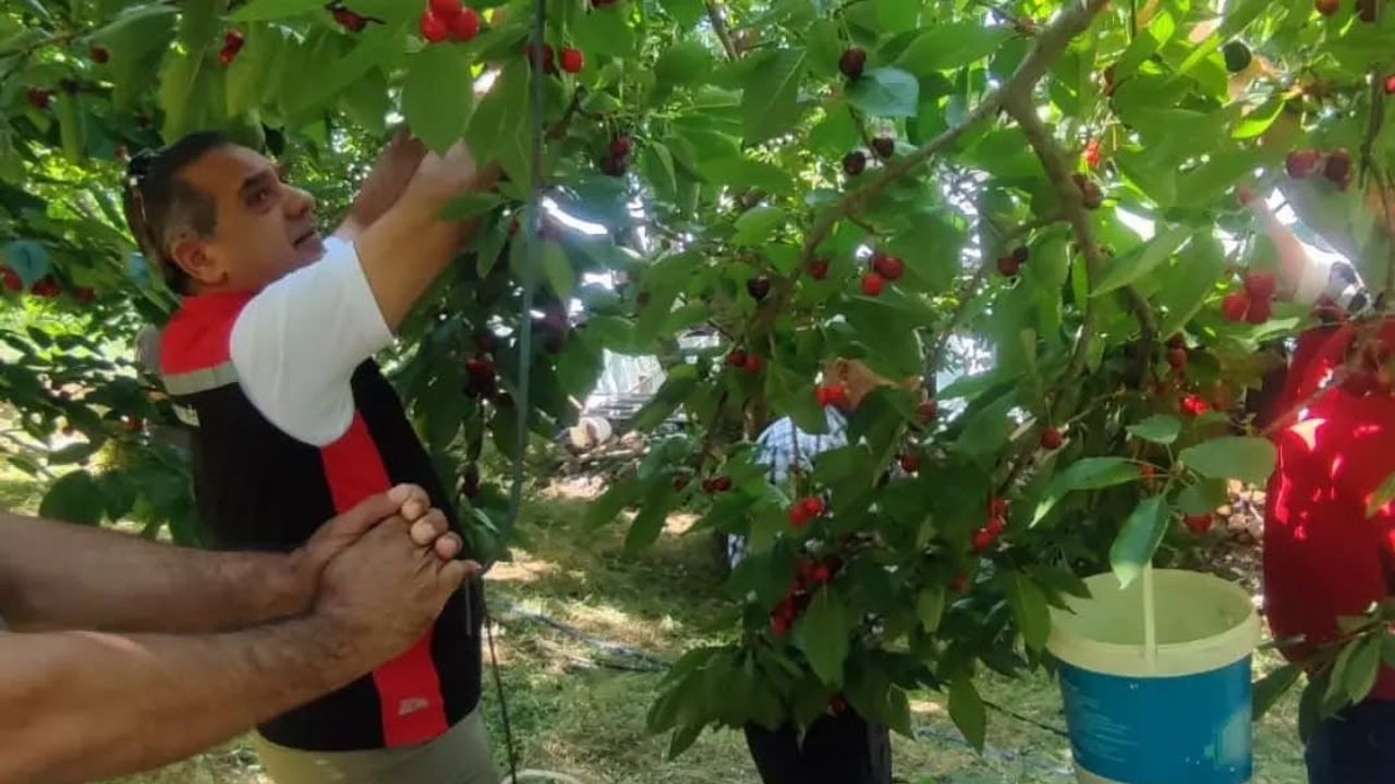Aydın'da kiraz hasadı sürüyor