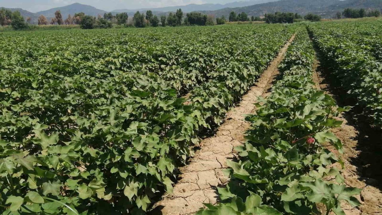 Aydın’da pamukta zararlı uyarısı