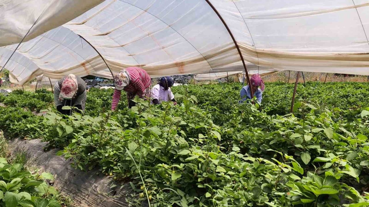 Aydın İncirliova'da 40°C'yi Aşan Sıcakta Kadın İşçilerin Çilek Hasadı