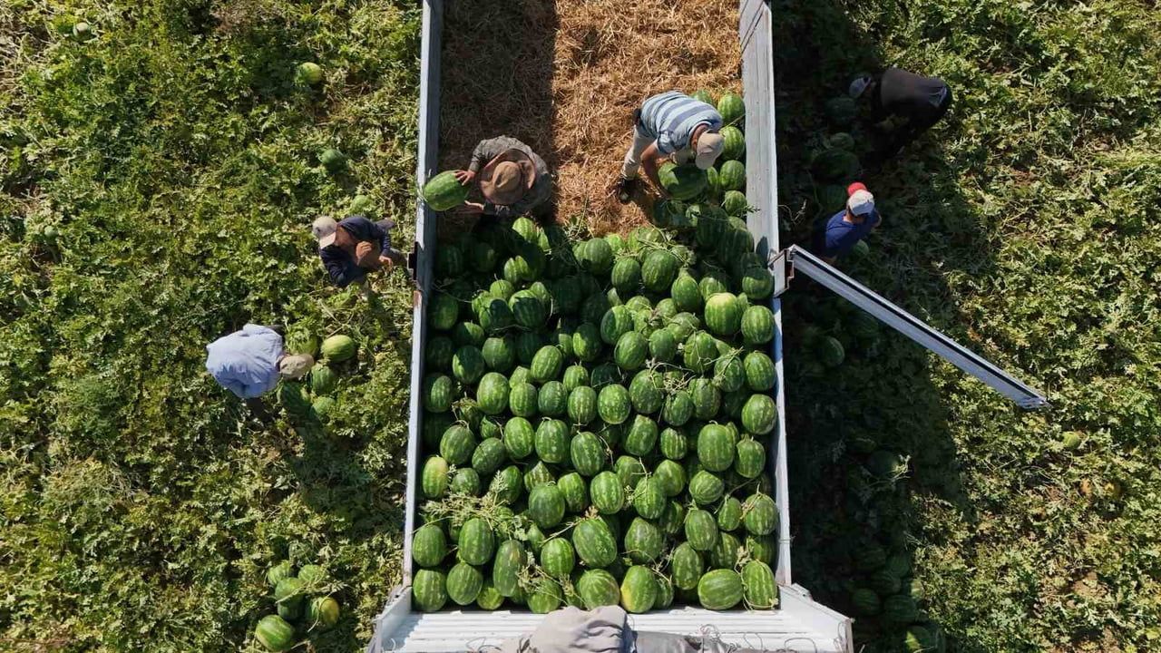 Aydın karpuzunda erken hasat telaşı ve pazarcı kuyrukları