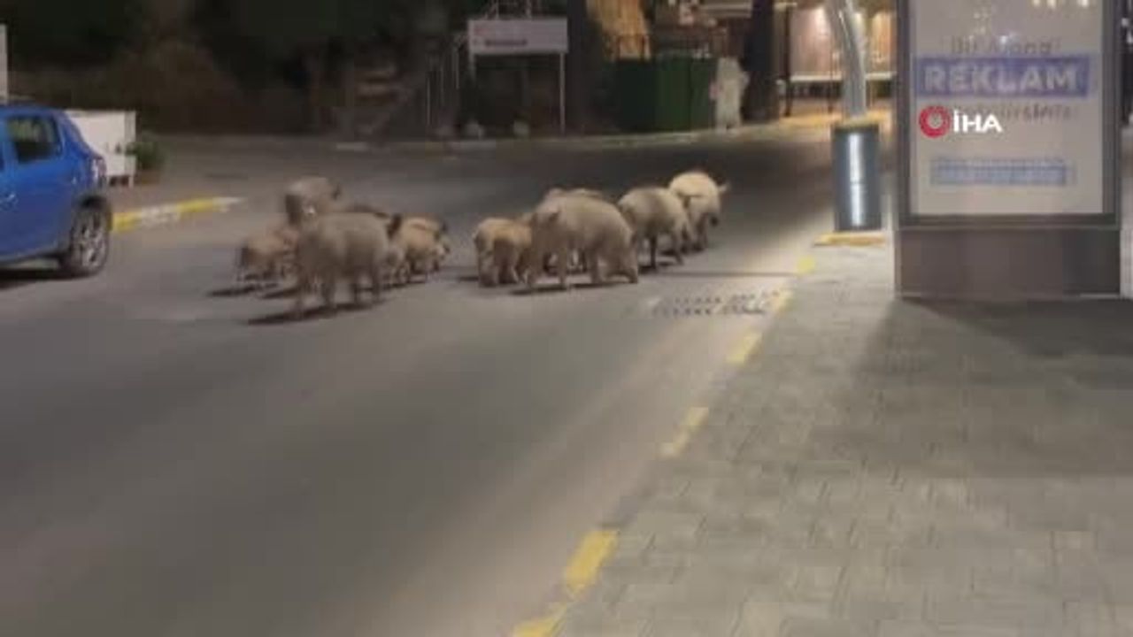 Aydın ve Muğla sahillerinde yaban domuzu sürüleri turizm ve halk sağlığını zorluyor