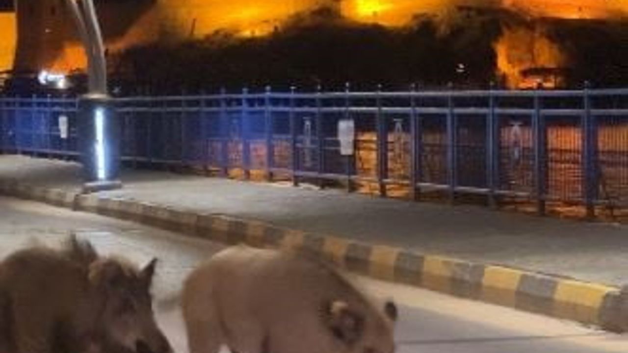 Aydın ve Muğla sahillerinde yaban domuzu sürüleri turizmi ve halk sağlığını zorluyor
