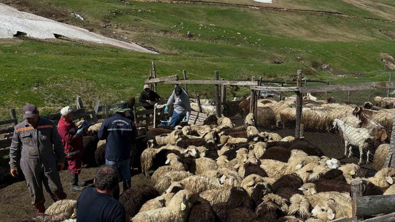 Aydıntepe'de küçükbaş hayvanlarda aşılama ve küpeleme çalışmaları sürüyor