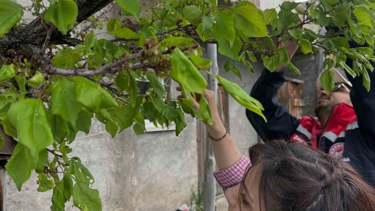 Aydıntepe’de Meyve Bahçelerinde Hastalık ve Zararlı Kontrolleri Yapıldı