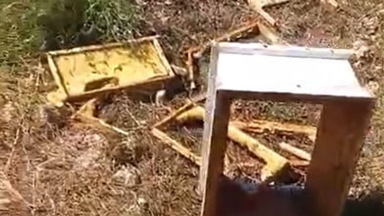 Ayılar yayladaki arı kovanlarını parçaladı, üretici şaşkınlık yaşadı