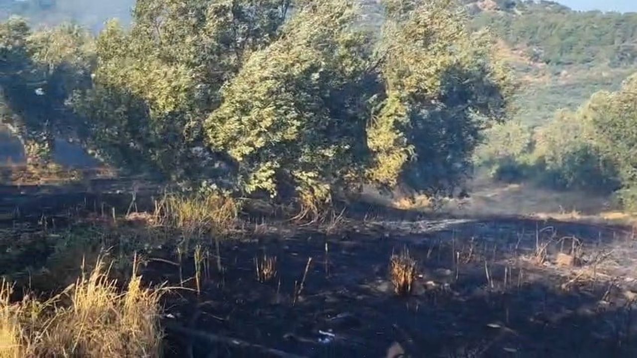 Ayvacık'ta zeytinlik alanda çıkan yangın kontrol altına alındı