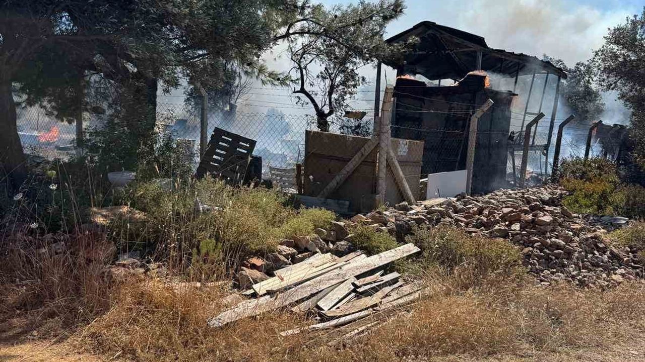 Ayvalık’ta çiftlik yangını ormana sıçradı