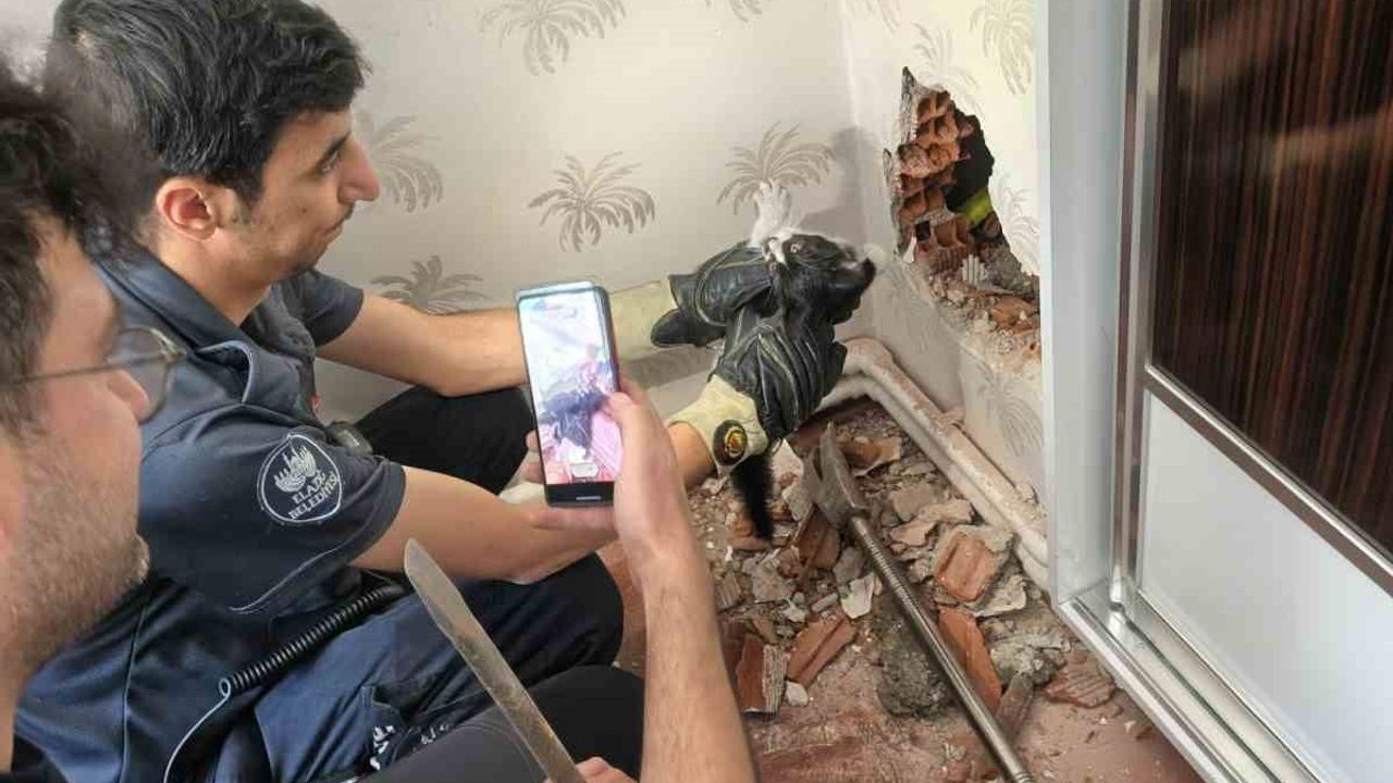 Baca boşluğunda mahsur kalan yavru kedi kurtarıldı