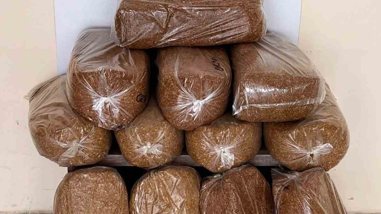 Bafra’da 60 kilo kaçak tütün ele geçirildi; iş yeri sahibi hakkında işlem başlatıldı