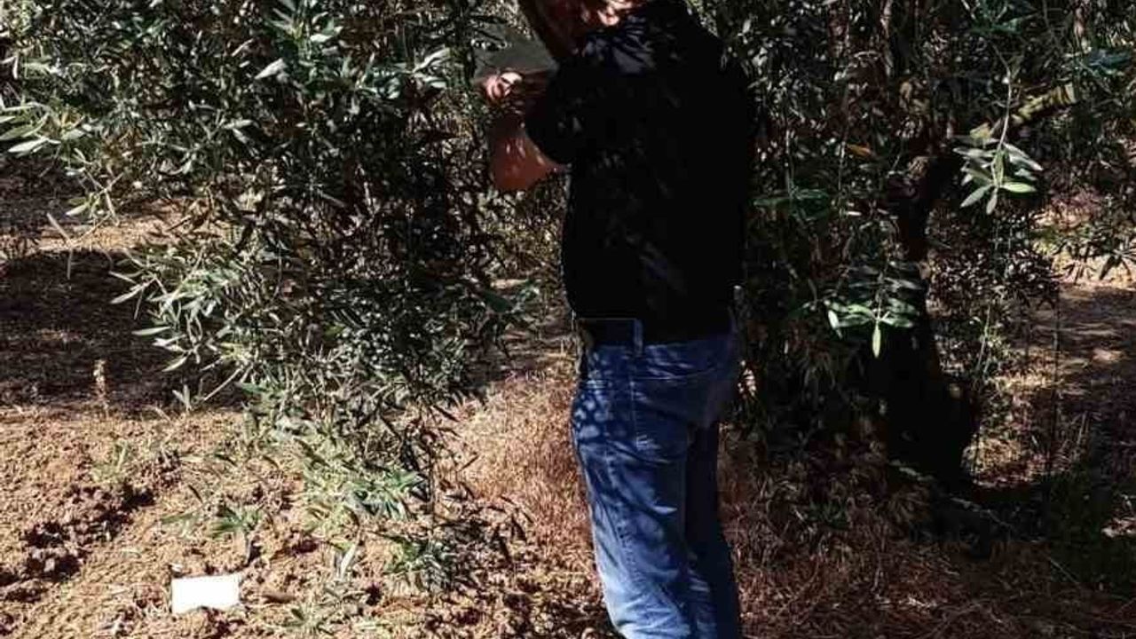 Balıkesir'de zeytin sineğine karşı entegre mücadele hız kesmiyor