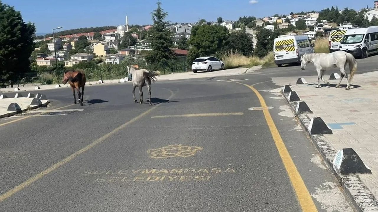 Başıboş atların toplu konut çevresinde dolaşması mahalle sakinlerini tedirgin etti