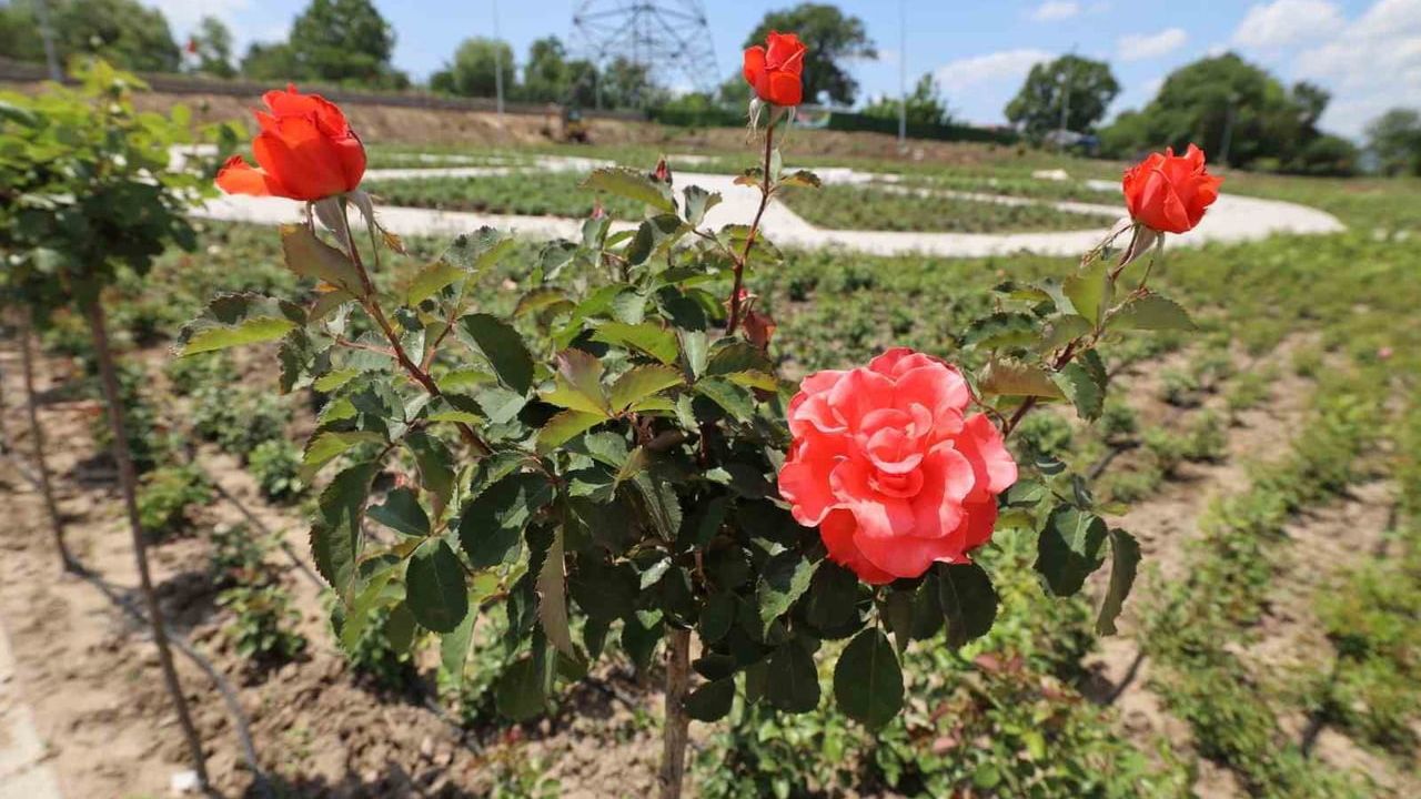Başiskele'nin Gül Bahçesi'nde ilk fidanlar toprakla buluştu