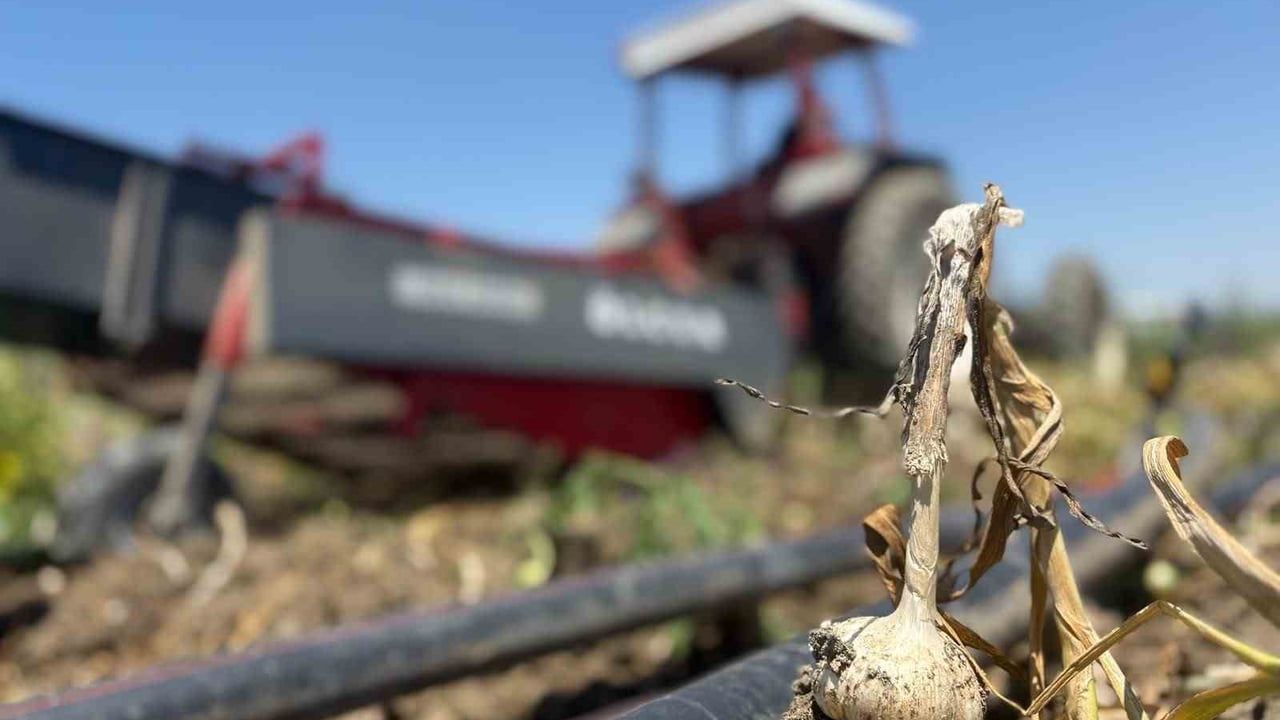 Başkentte alternatif tarımın yeni ürünü: ilk kez yetiştirilen sarımsakta 350 tonluk rekolte