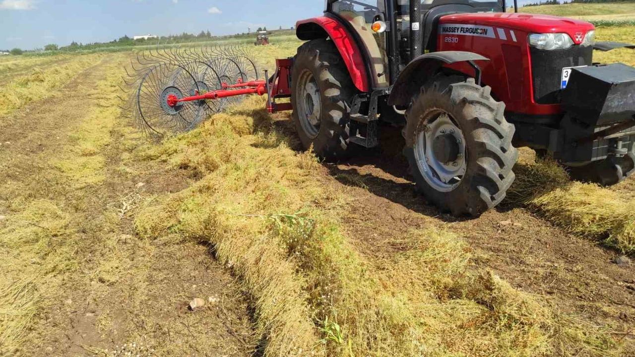 Batman'da 2026 mercimek hasadı başladı — Dönüm başına yaklaşık 200 kg hedefleniyor