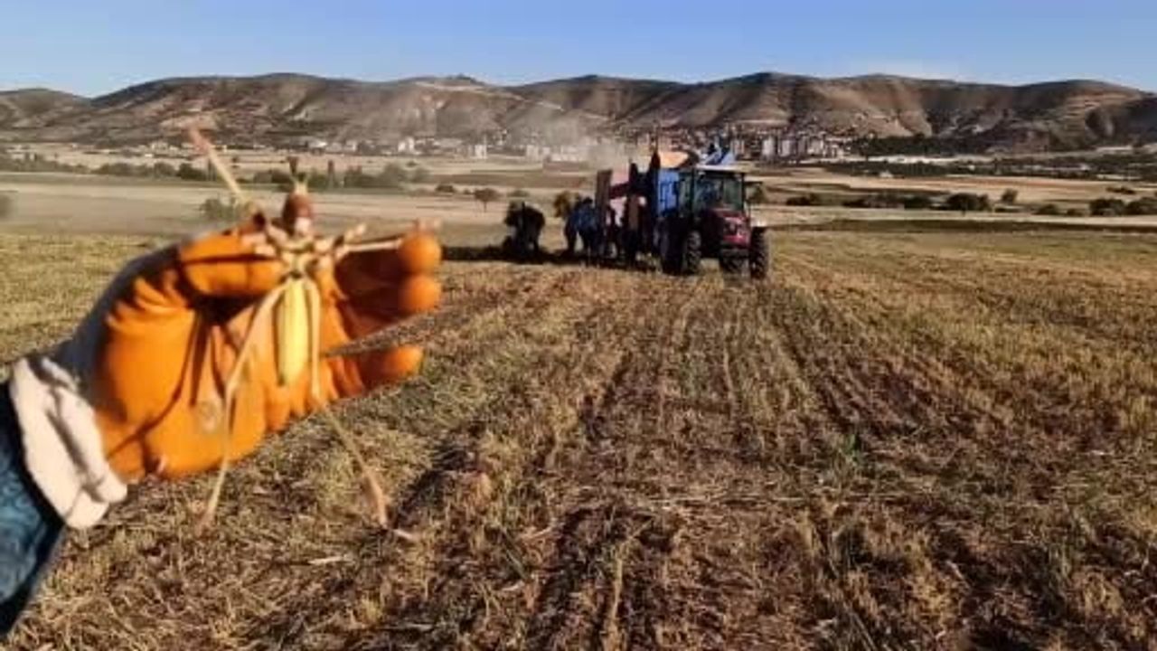 Batman’da mercimek hasadında görülen dev çekirge şaşkınlık yarattı