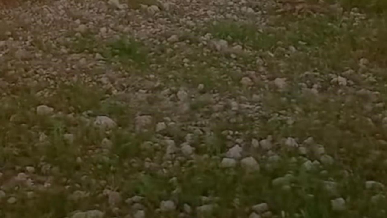 Batman-Mardin Karayolu'nda yolcunun tilkiye daveti gülümsetti