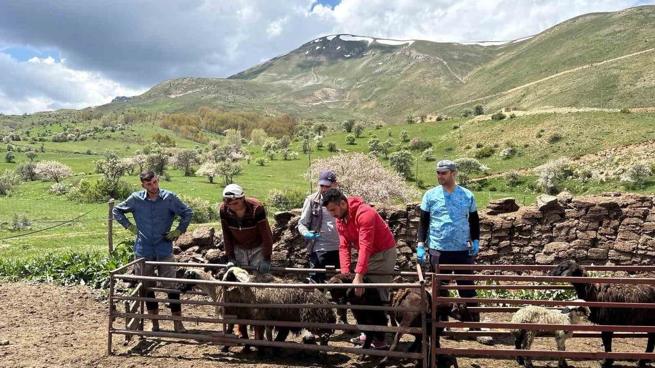 Bayburt’ta küçükbaş hayvanlarda kimliklendirme ve aşılama çalışmaları devam ediyor