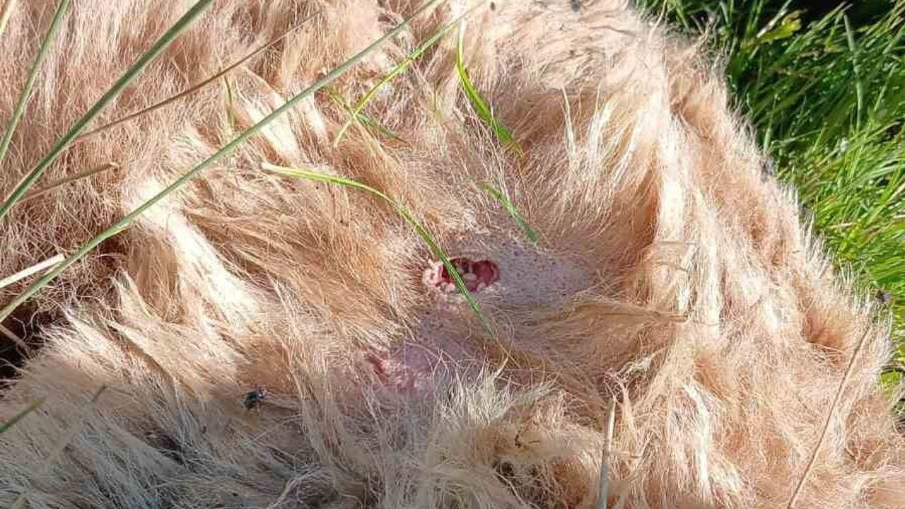 Bayburt'ta yaralı halde görülen bozayı dere kenarında ölü bulundu