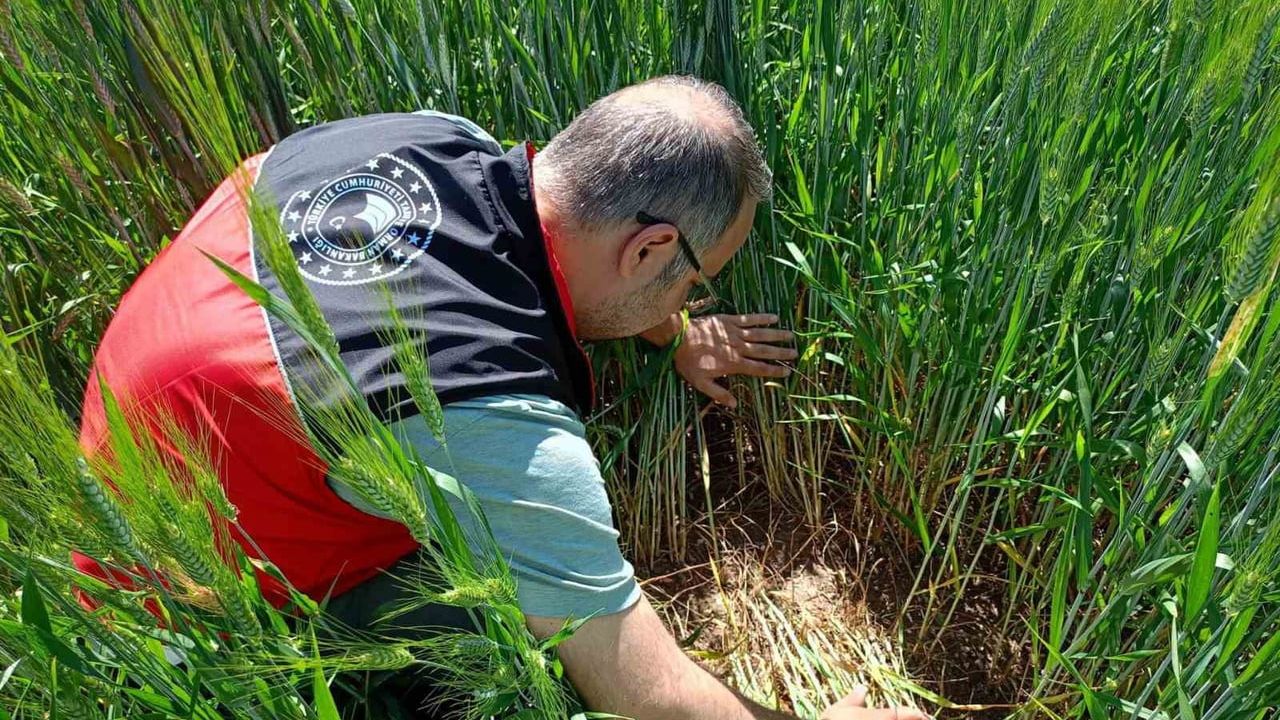 Beyşehir’de süne zararlısına yakın takip