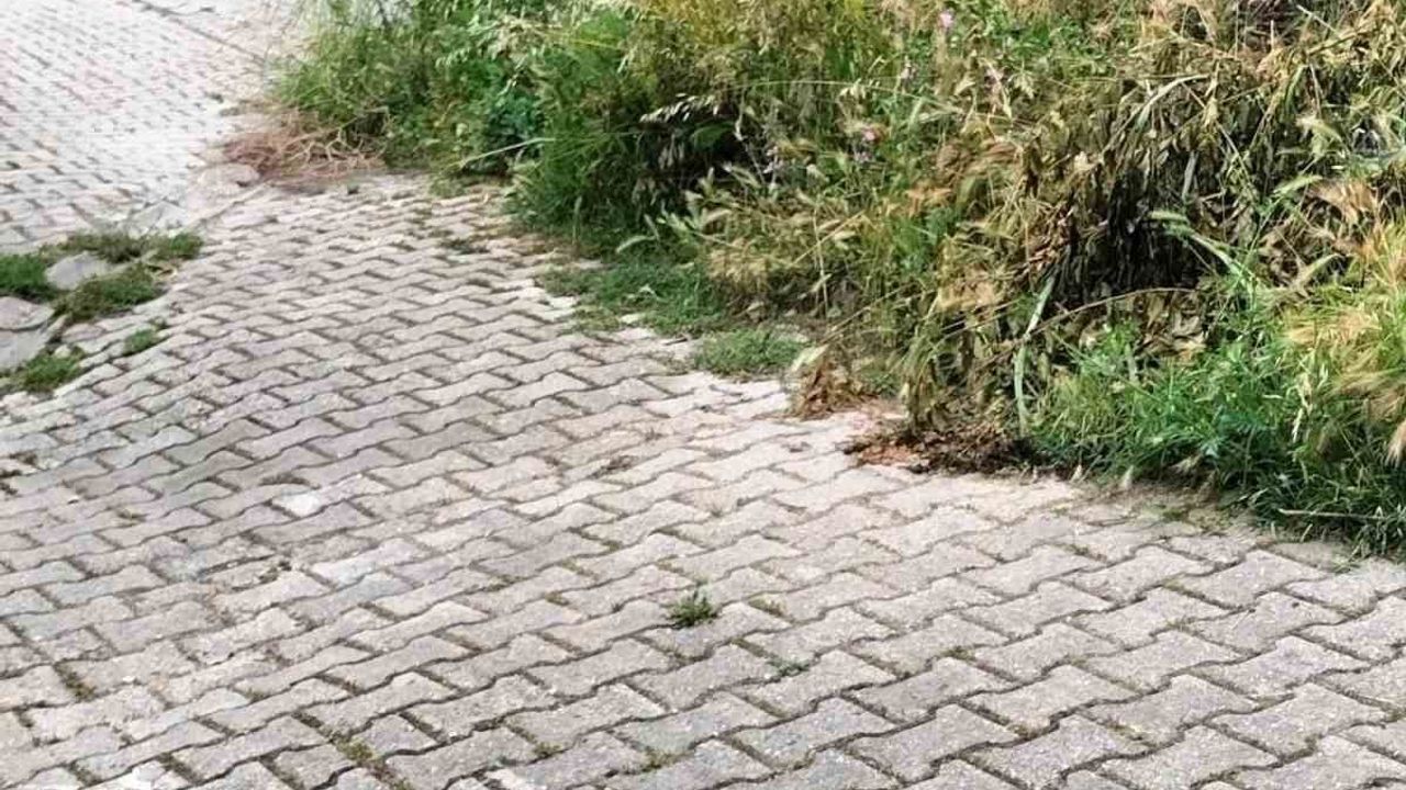 Bilecik’te bazı kaldırımlar otlarla kaplandı, vatandaşlar yürümekte güçlük çekiyor