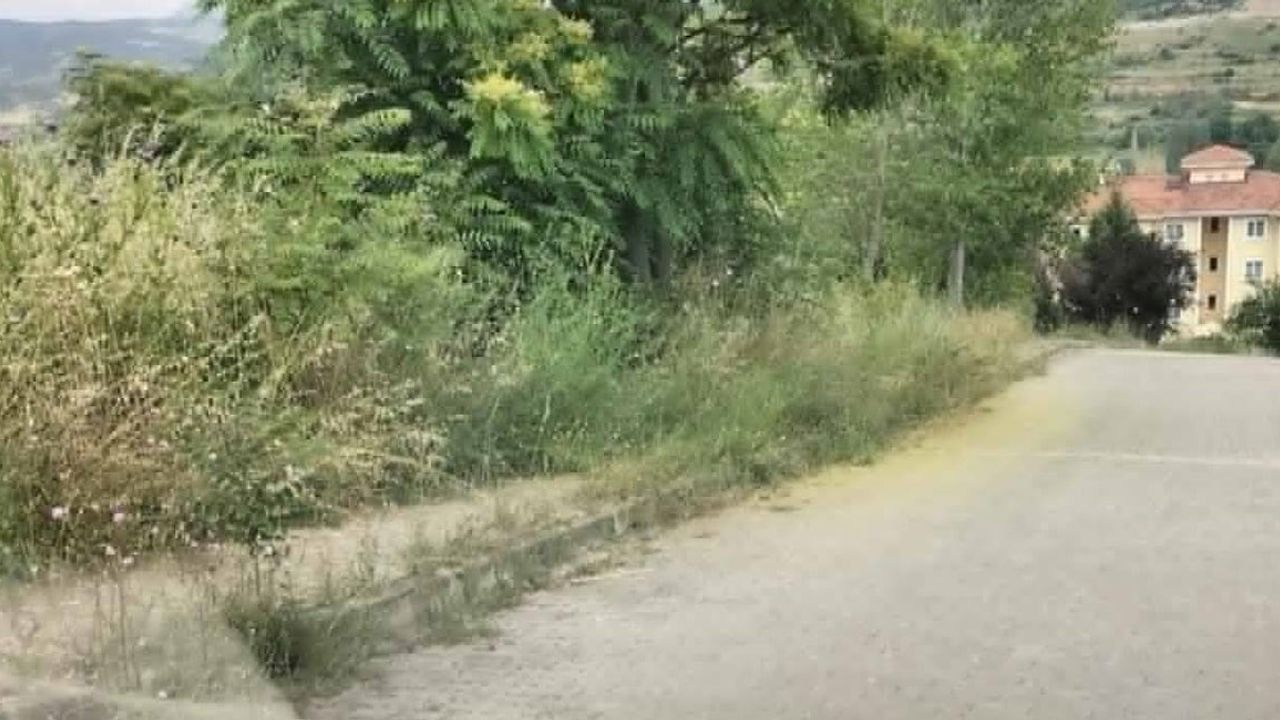 Bilecik'te kaldırımları otlar kaplayınca vatandaşlar yılan korkusuyla yaşıyor