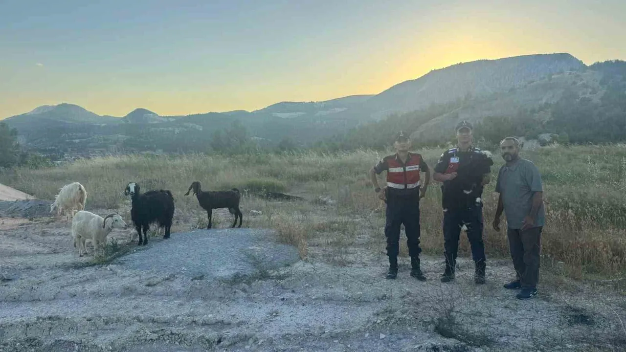 Bilecik'te kaybolan 9 küçükbaş hayvan jandarma tarafından bulundu ve teslim edildi