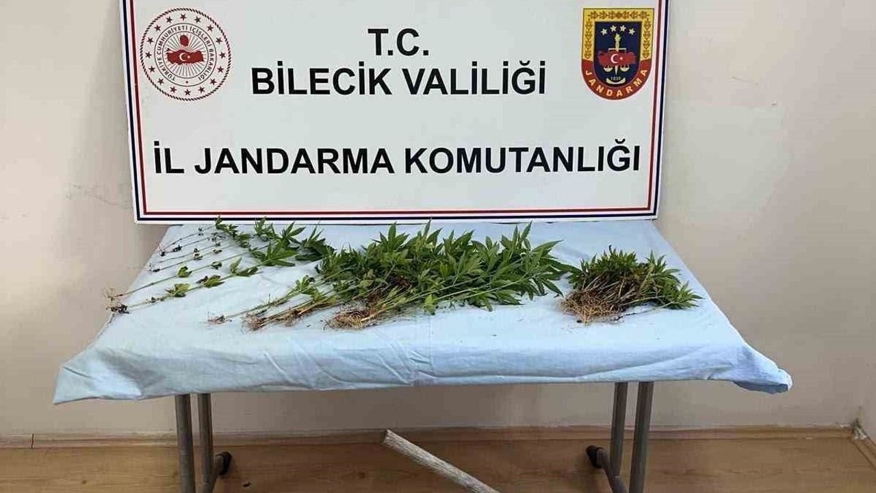 Bilecik'te ormanlık alanda kenevir eken kişi ektiklerini sularken yakalandı