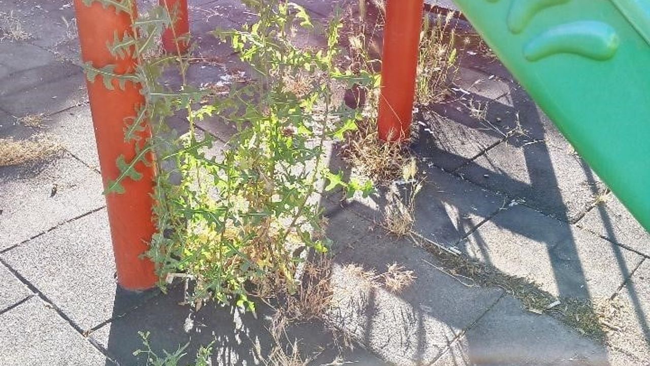 Bilecik'te otluk alana dönen çocuk parkı bakım bekliyor