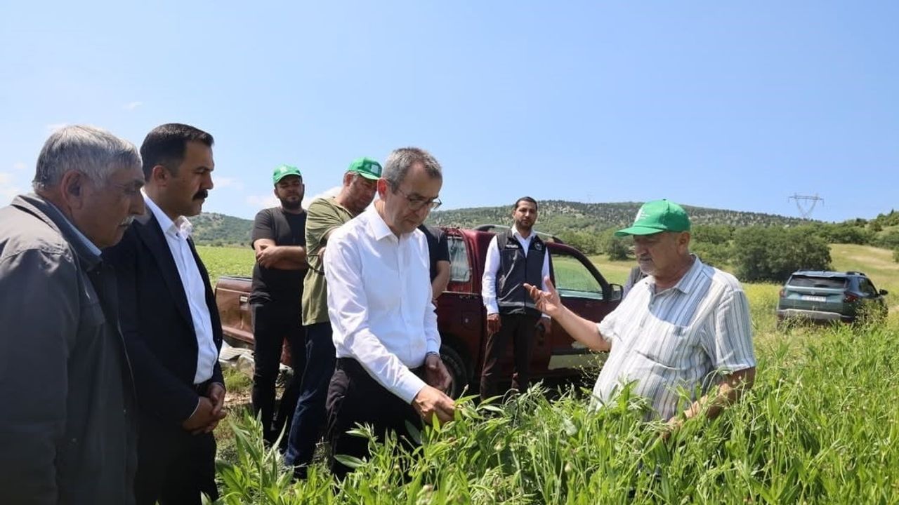 Bilecik’te pelemir tarlaları incelendi