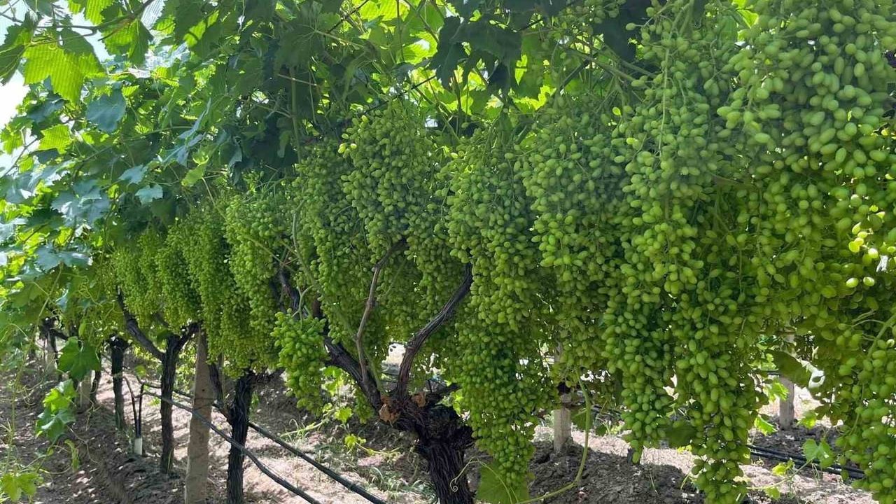 Bilinçli gübreleme Sarıgöl bağlarında verim ve kaliteyi artırıyor