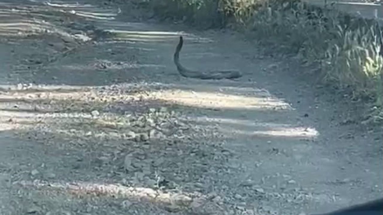 Bingöl’de iki yılanın dansı görüntülendi