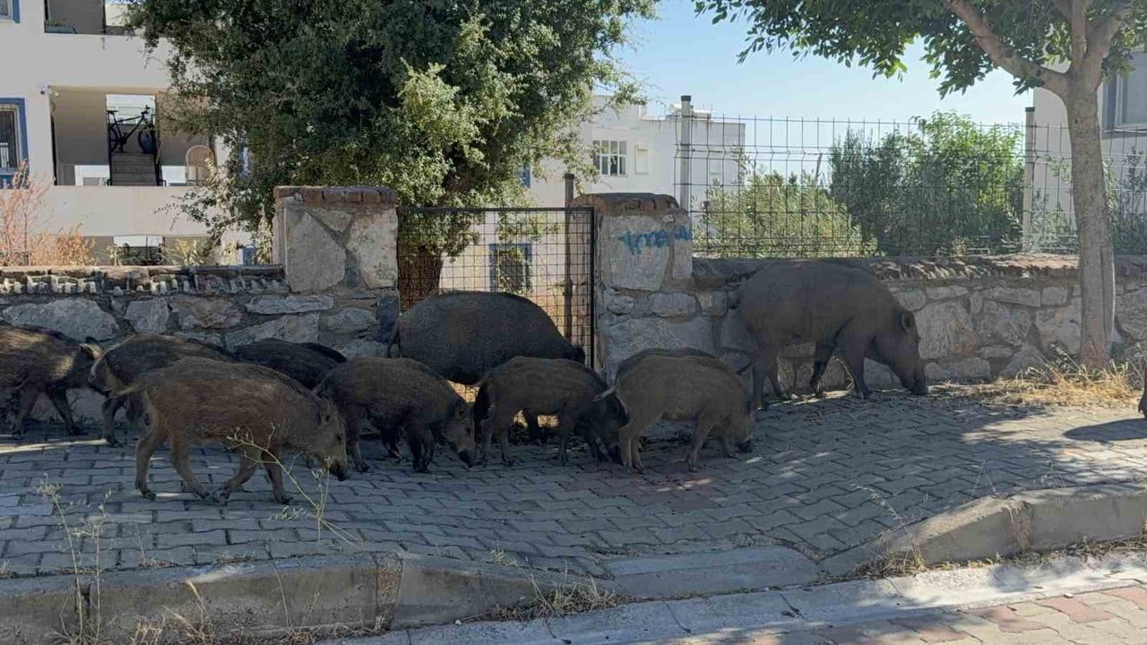 Bodrum'da gündüz vakti domuz sürüsü mahalleye indi