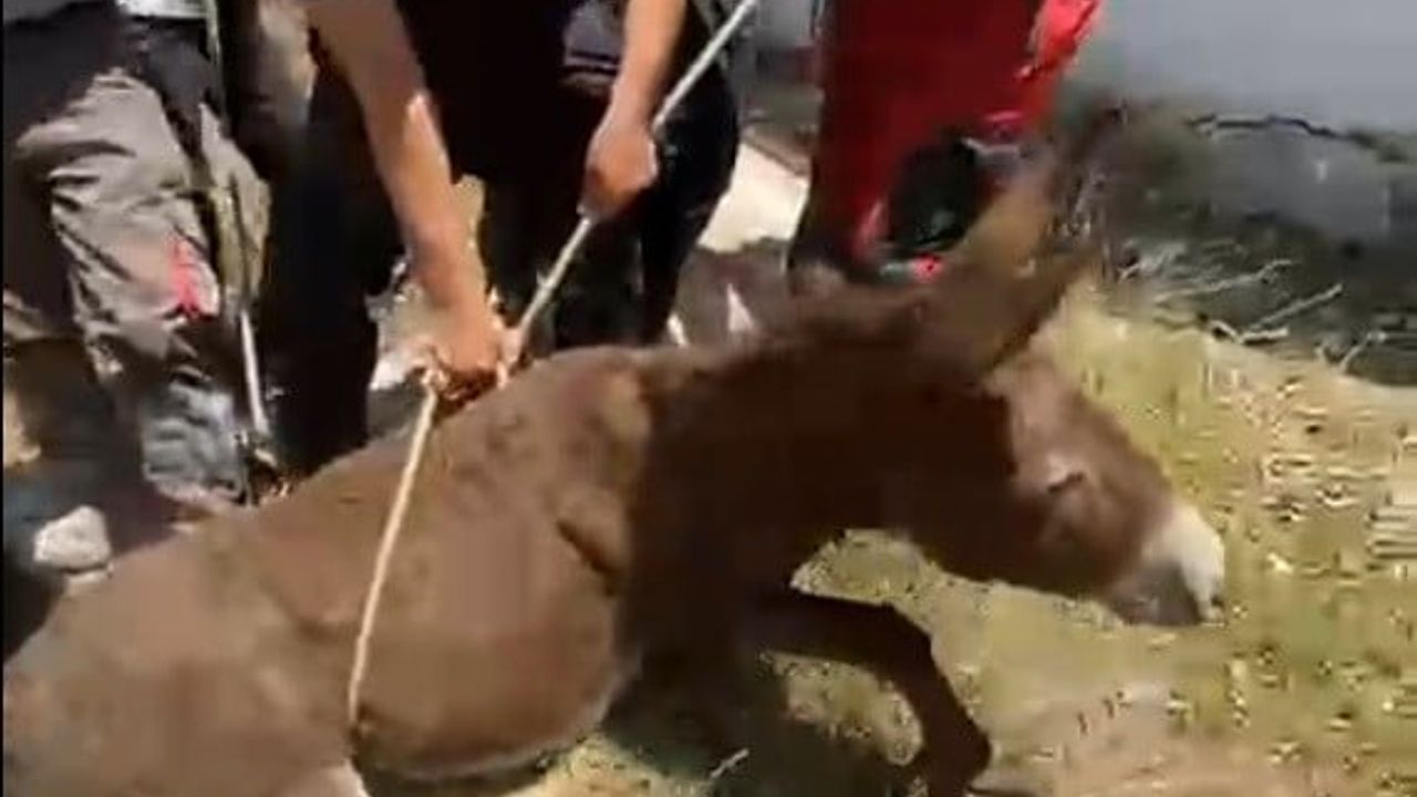 Bodrum'da havalandırma boşluğuna düşen eşek itfaiye tarafından kurtarıldı