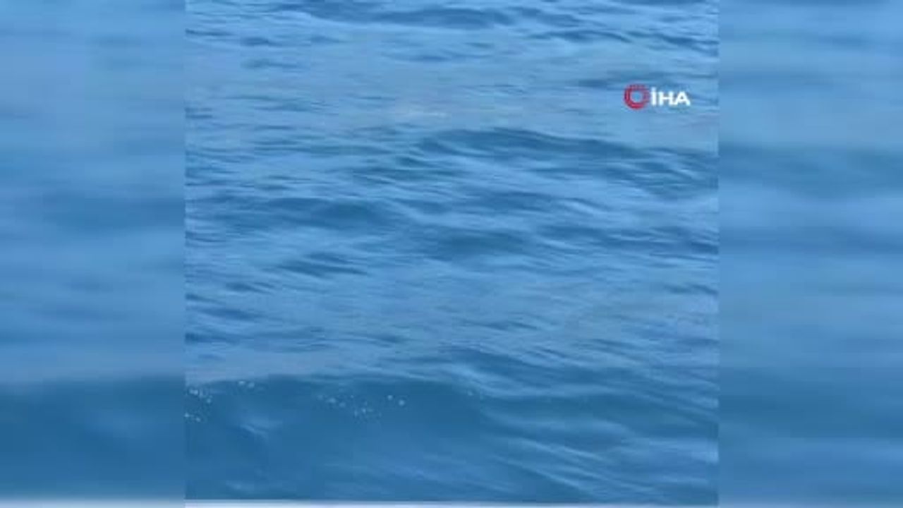 Bodrum’da tekneye sürpriz misafir
