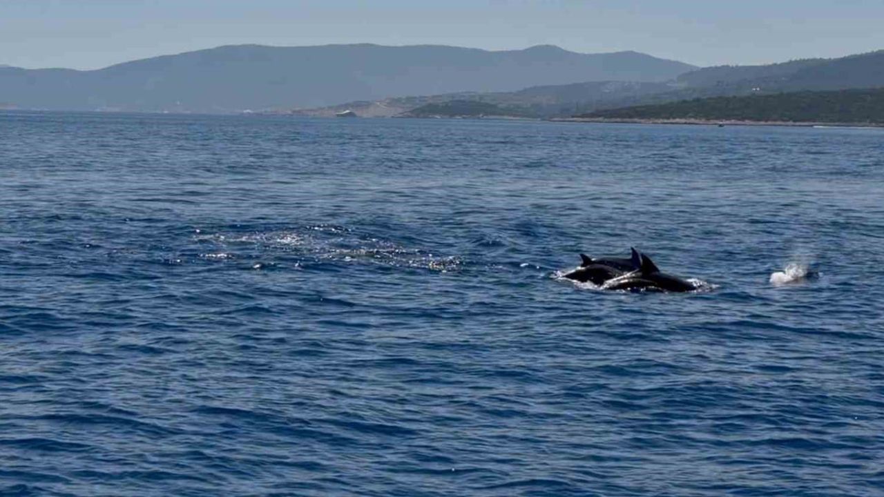 Bodrum Gündoğan'da hayalet ağ temizliği sırasında yunus sürüsü etkinliğe eşlik etti