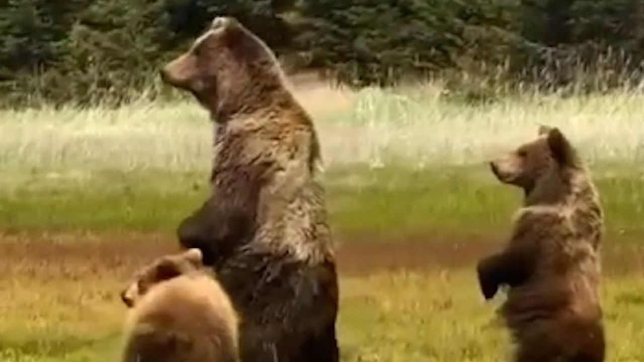 Bolu'da anne ayı ve iki yavrusu Toklar Yaylası'nda görüntülendi