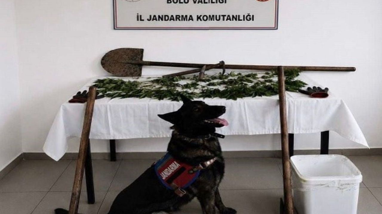 Bolu'da kaçak kenevir operasyonu: 73 kök ele geçirildi, şüpheli tutuklandı