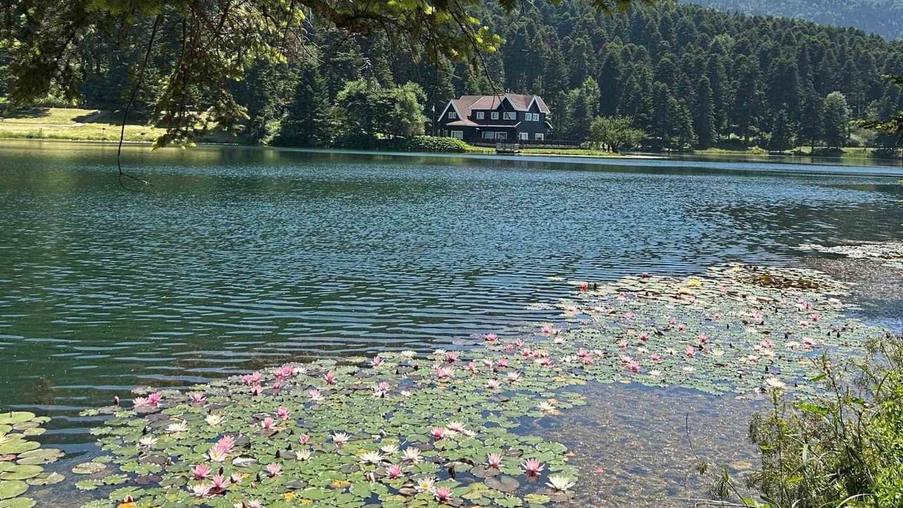 Bolu'da nilüfer koparmanın cezası 699 bin 197 lira