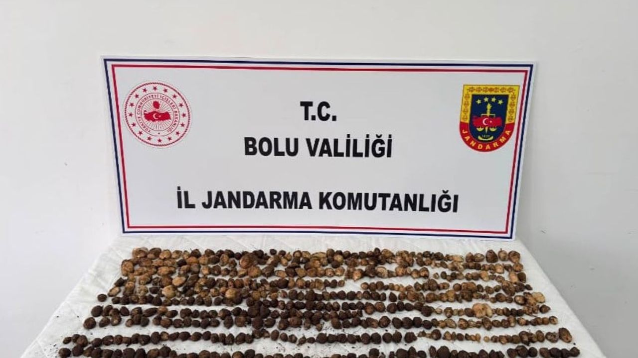 Bolu'da yabani salep toplayan 3 kişiye 2 milyon 97 bin 735 TL ceza